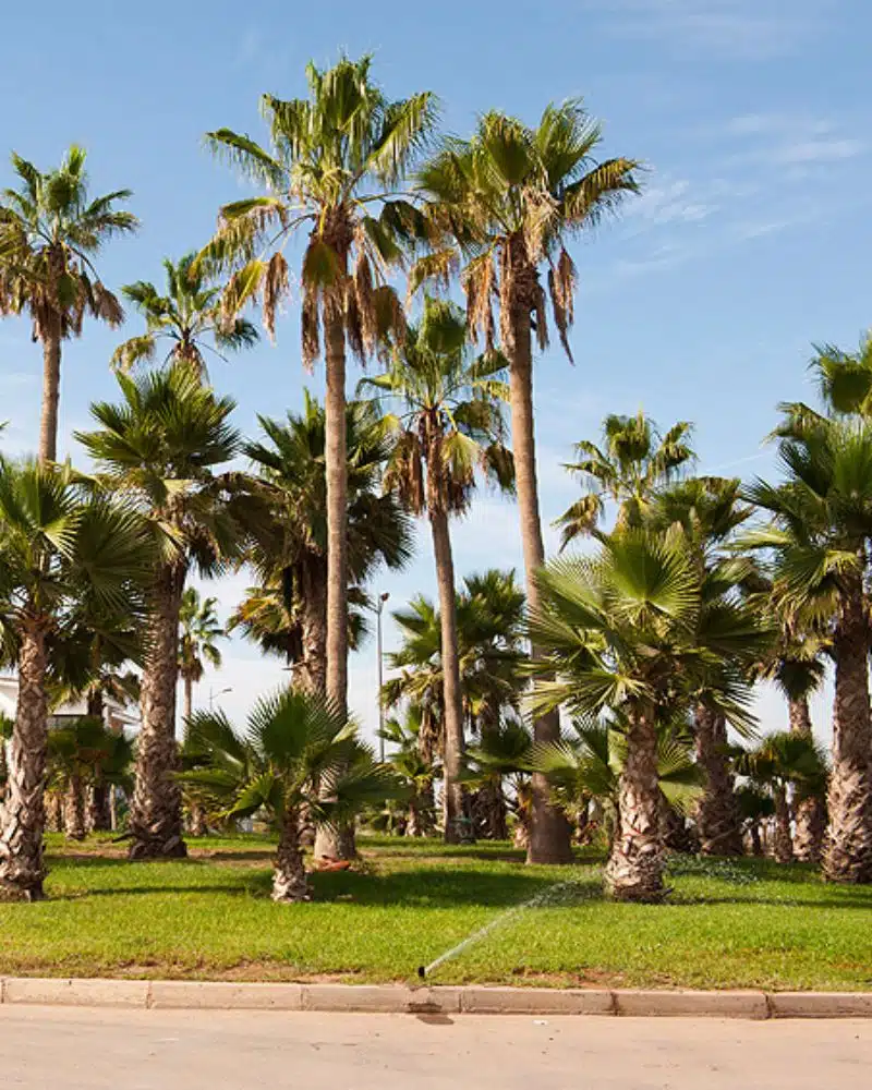 Arrosage automatique d’espace public par Aquamag au Maroc et en Afrique (3) Espaces publics | Aquamag