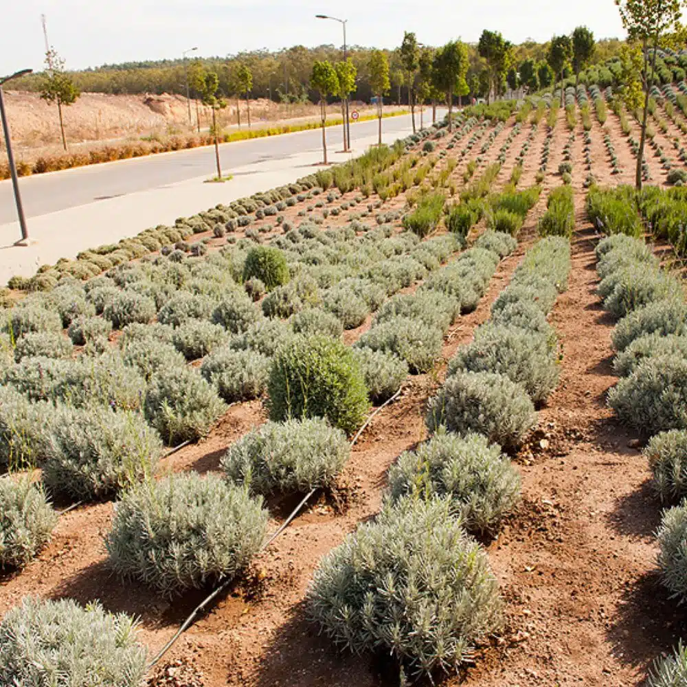 Arrosage automatique d’espace public par Aquamag au Maroc et en Afrique (6) Espaces publics | Aquamag