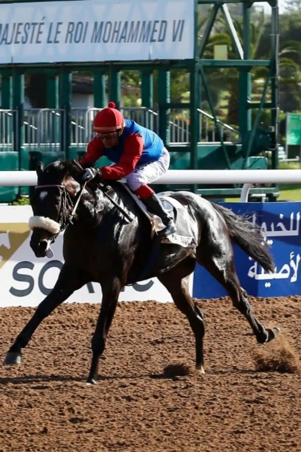 Arrosage terrain hippique d’El Jadida par Aquamag au Maroc et en Afrique Terrains de sport | Aquamag