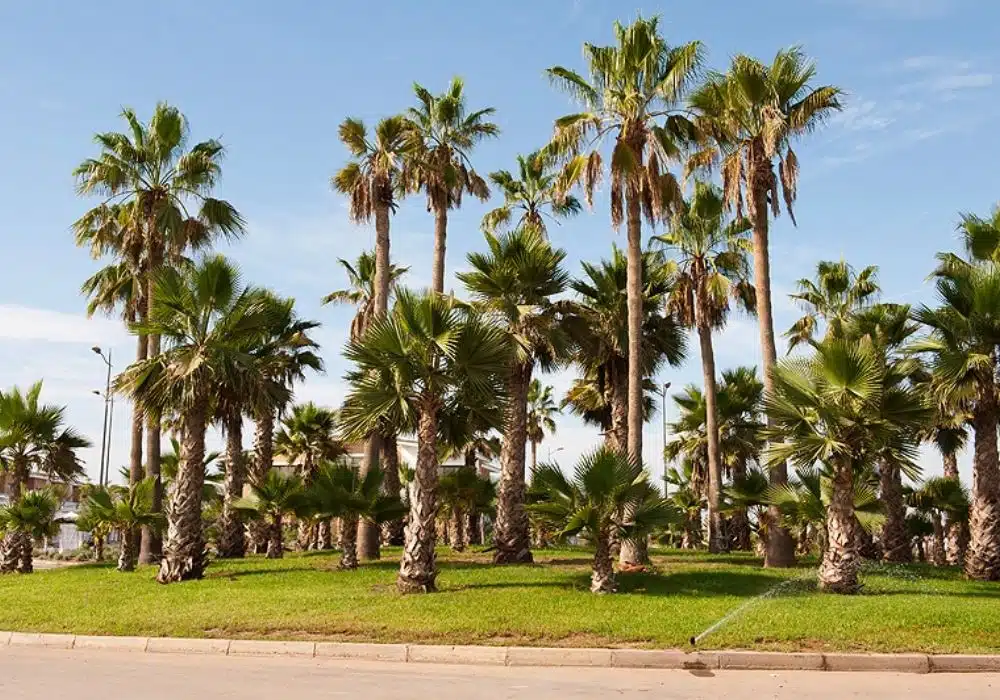 Entreprise d’irrigation et d’arrosage automatique d’espaces publics au Maroc et en Afrique (2) Présentation | Aquamag