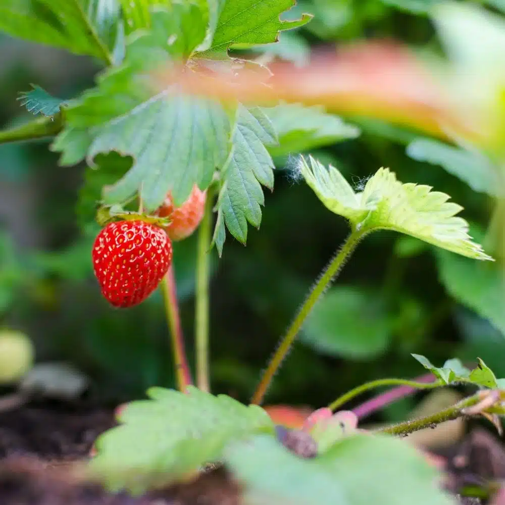 Micro aspersion pour cultures sensibles par Aquamag au Maroc et en Afrique Aspersion | Aquamag