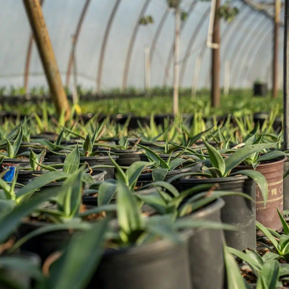 Micro aspersion pour pépinière par Aquamag au Maroc et en Afrique (1) Aspersion | Aquamag