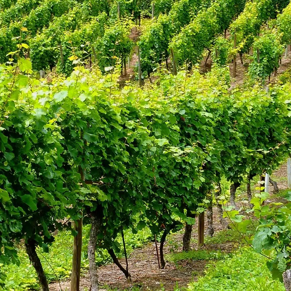 Micro irrigation pour l’agriculture par Aquamag au Maroc et en Afrique (1) Micro-irrigation | Aquamag