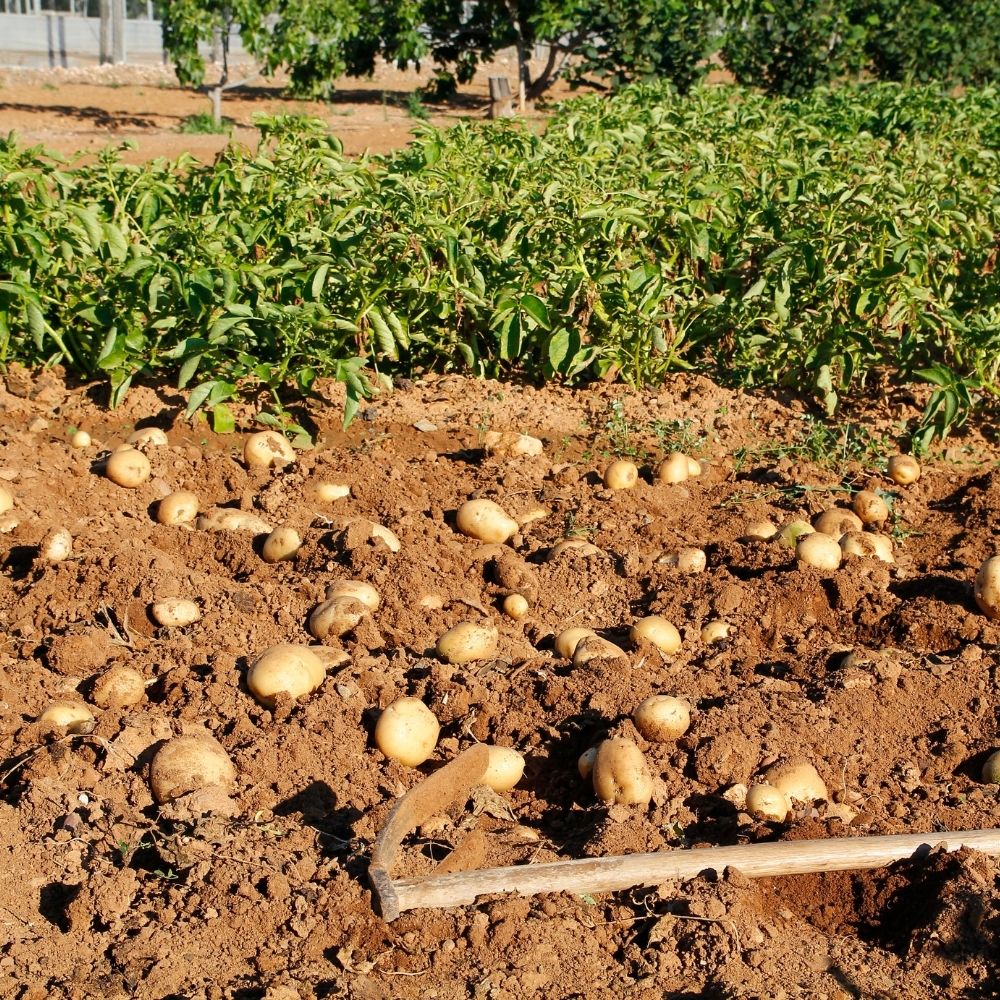Micro-irrigation | Aquamag
