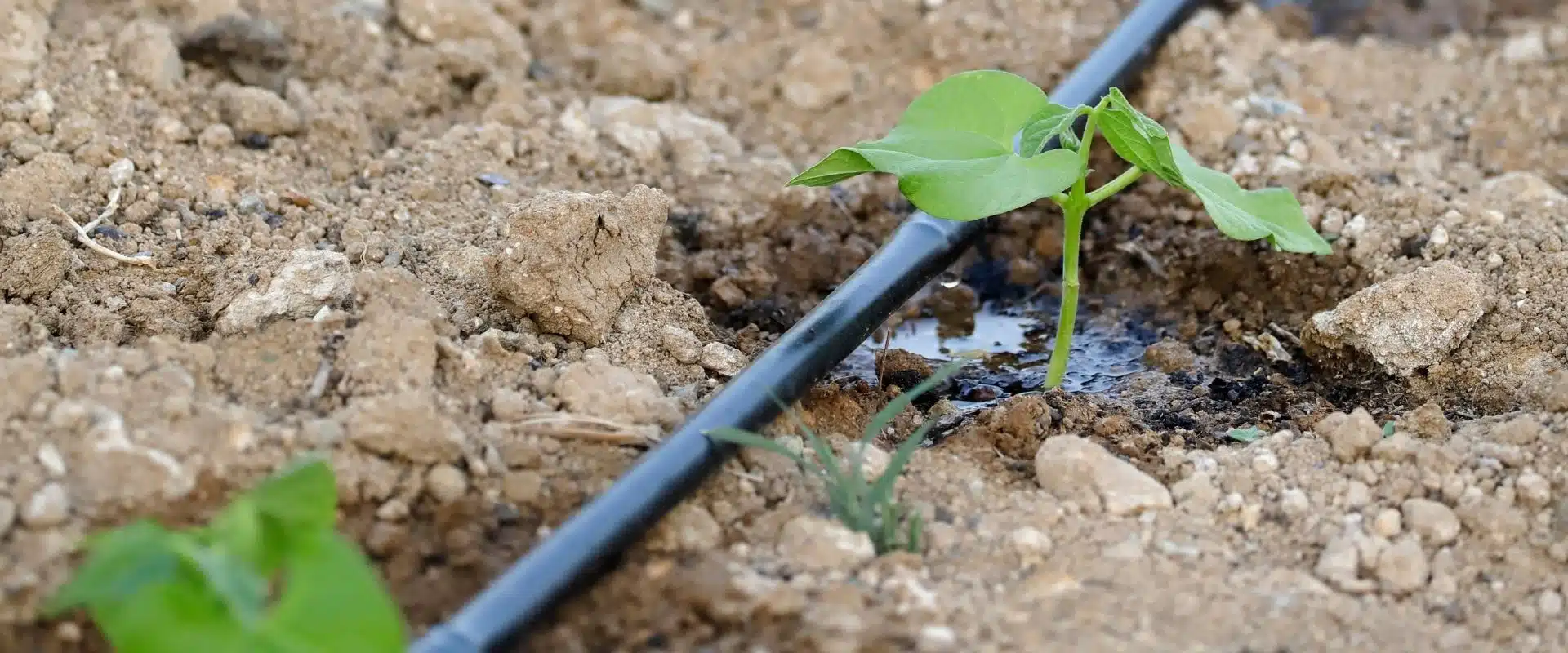 Micro-irrigation pour le domaine agricole par Aquamag au Maroc et en Afrique (1) Aquamag est le leader marocain en micro-irrigation (goutte-à-goutte) dédiée aux domaines agricoles, à Casablanca, Marrakech, Agadir, Tanger...