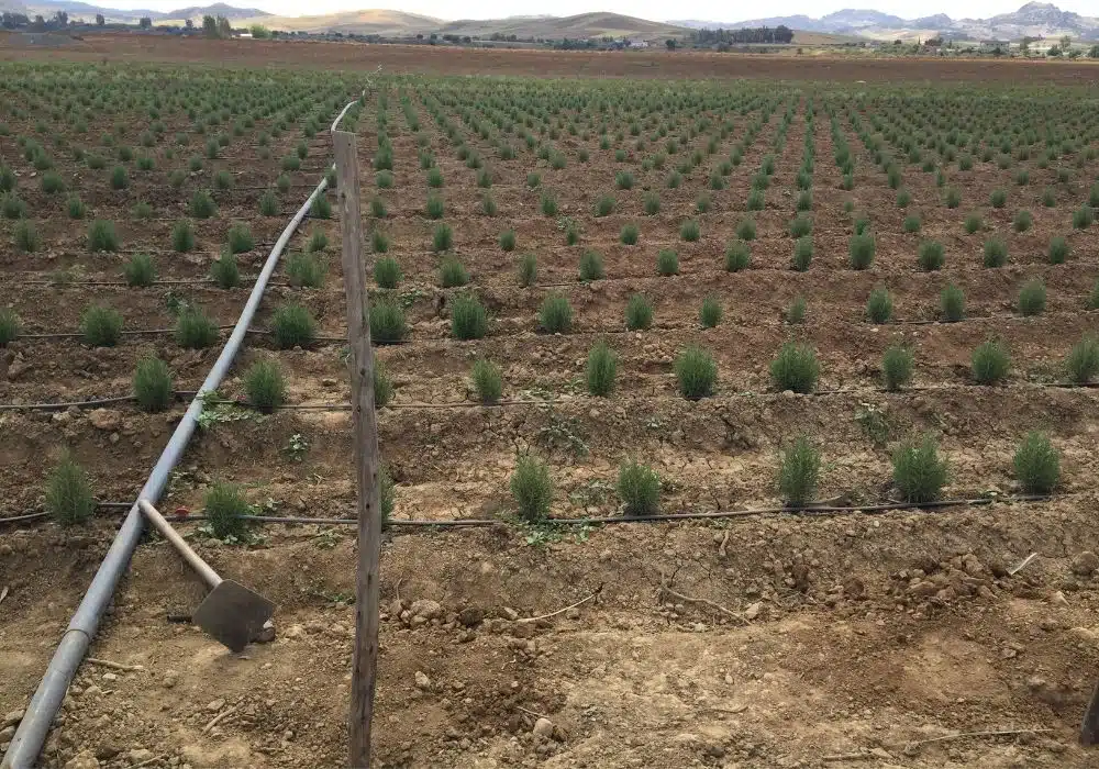 Réalisations d’irrigation et d’arrosage automatique par Aquamag au Maroc et en Afrique (13) Micro-irrigation | Aquamag