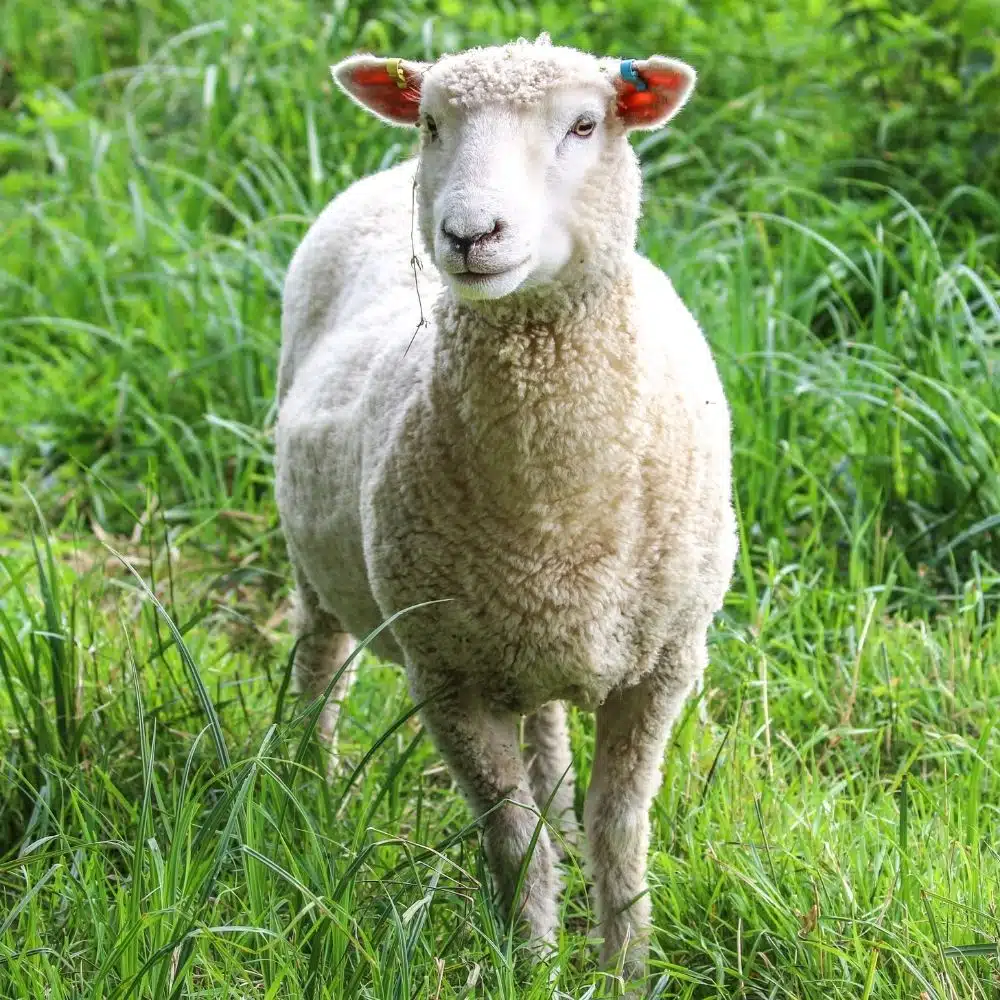 Rampe d’aspersion pour prairies et pâturages par Aquamag Aspersion | Aquamag